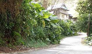 land for sale in chalong