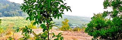 Sea View Land for Sale near Golf Course in Thalang area, Phuket