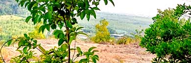 sea view land  for sale near golf course in Thalang district, Phuket,