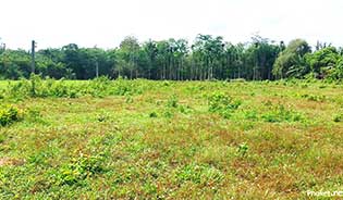 Cheap land for sale in Thalang Area, Phuket