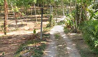 Phuket Land for sale in Thalang District