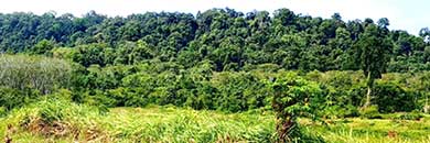 Rare Land for sale in Thalang Area, Phuket