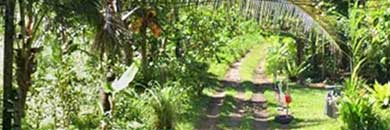Phuket Land for Sale in Thalang District