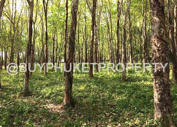 6 rai land for sale in mai khao beach, phuket