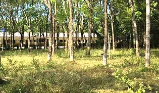 6 Rai land for sale in mai khao beach