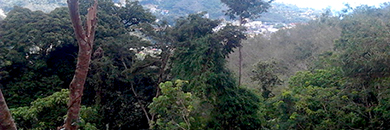 LAND FOR SALE IN KAMALA