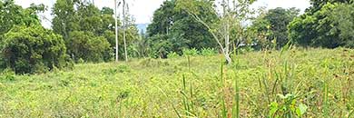 Land for sale in Chalong, Phuket