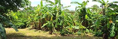 Land for sale in Chalong, Phuket