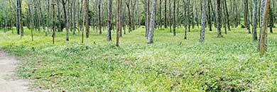 Vacant land for sale in Thalang, Phuket