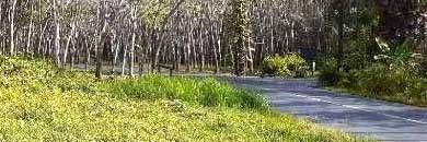 Vacant land for sale in Thalang, Phuket