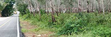 Cheap land for sale in Tonsai Waterfall, Thalang Area, Phuket