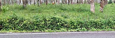 Best Price land for sale in Thalang area, Phuket