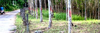 midsize land for sale in Layan area, Phuket