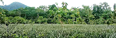 Land for Sale in Thalang, Phuket