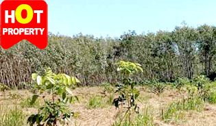 CHEAP LAND FOR SALE IN THALANG, PHUKET
