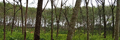 LAND FOR SALE NEAR HOSPITAL, THALANG, PHUKET