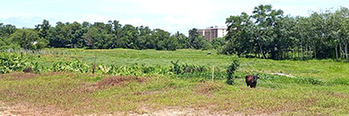 Best Price Phuket Land for Sale in Mai Khao Beach