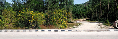 RARE LAND FOR SALE IN CHERNG TALEY, THALANG, PHUKET