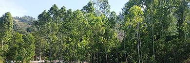 land for sale in Cherng Taley